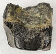 Worn Camarasaurus Tooth Crown - Skull Creek Quarry #19309-2